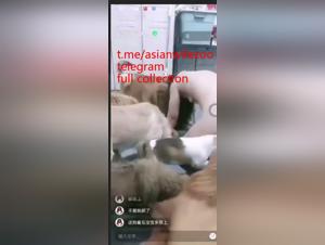 gewalttatige asiatische Hundeorgie