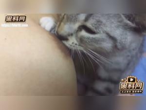 Delizie feline: allattamento e desiderio insaziabile