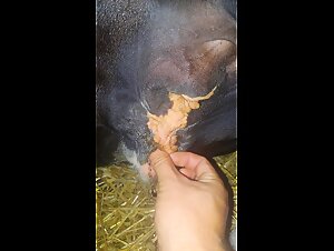 Zoofilia Extreme: Preparativos para un polvo con animales