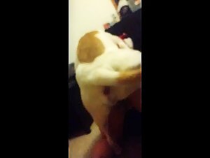 Ma copine laisse un chien la baiser pour la première fois