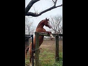Delicias de Zoofilia: Ereccion extravagante del caballo