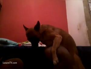 Canine Domination: Insatiable Desire