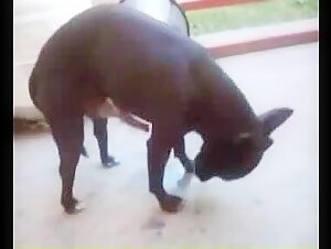 Pequeno e Pirocudo: A Story of Exciting Bestiality