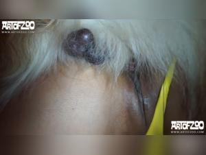 Video hot e piu recenti sulla bestialita