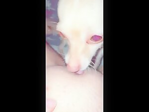 Chihuahua lecken Intimitat