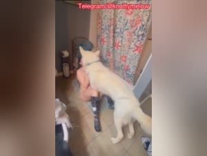 Brutal Bestiality Sex: Dog Zoophilia Taboo with a MILF at Home