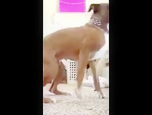 Dog submissive to his mistress