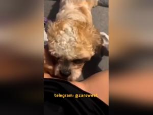 Lamiendo fiebre: perrito insaciable en el cono desbordante