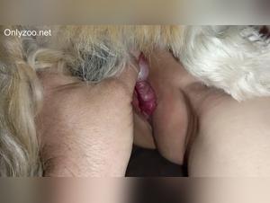 desired bestiality, canine power
