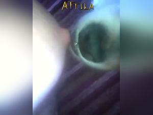Einreichung von Katzen: Hund und wilderer Sex