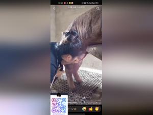 Cochon Indompté : Bestialité Cru et Irrésistible