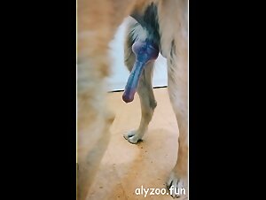 Tubi zoo: Artofzoo porno - Hundeporno e Dog Porn intensi