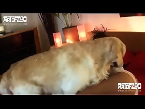 Verruckter Zoophiler und von den Beastiegals beschlagnahmt: Eine erotische Nacht der Viehjagd