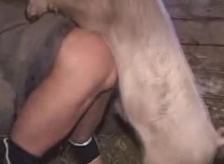 Big sow gets wild doggy-style with the ravenous pig