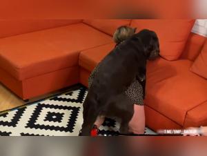 Unleash your urges: Dog Fuck Girl 3 - The Pinnacle of Canine Domination