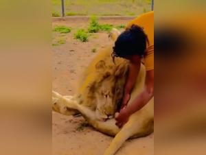 l'incarnation du désir sauvage : homme et lion