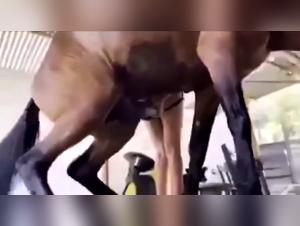 Wild Orgasmus: Teenager und die Herrschaft des Pferdes