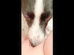 Donna e cane: un incontro proibito