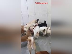 Chinese whore getting fucked by dogs in a group