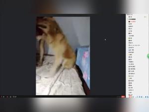 Adilia Live: Dog Fuck