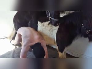 Bestialita erotica: cavallo gay hardcore
