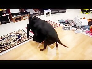 Extreme Zoophilia Video - 600+ Animal Sex Clips