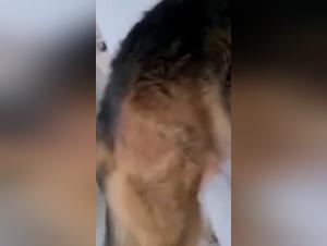 Exalted Zoophilia: A Forbidden and Wild Relationship