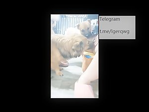 Asiatische Frau wird geilen Hunden ausgesetzt