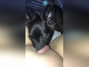 Perro Baboso, Placer febril: Mi Chuchita Bajo Su Lengua
