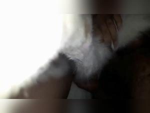 passion bestiale: jeux de dominence canine