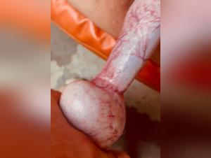 Bestialidad canina: placer poco saludable en el extremo