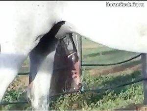 Compilation de chevaux excités
