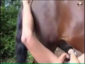 Wild zoophilia: The cow tames and destroys