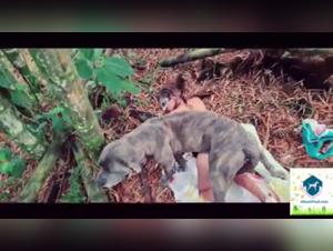 Infernal She-Wolf: Alison ripped by a monstrous canine's fangs in the demonic forest