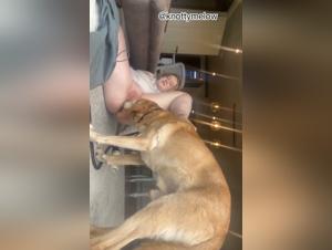 Zoophilie sauvage: Un husky dévastate une femme dans un acte animal