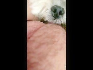 Dog licking a woman's private area