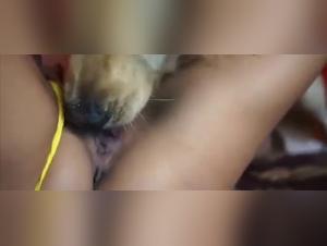 Delizie bestiali: dominio canino e carne vulnerabile