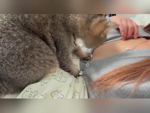 Verbotener Verlangen: China, Katzenfetisch und rohe Lust