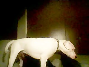 Femme et son fidèle compagnon canin 🐶💏