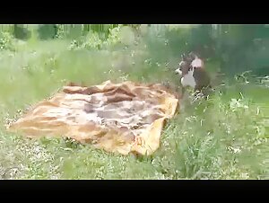 Video di zoofilia con un russo
