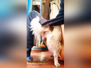 Cul ouvert, chien dévore le plaisir