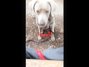 Naughty Walk with My Best Friend on Four Legs (1/2)