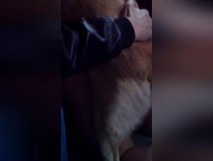 Orgie canine: desiderio animale sfrenato