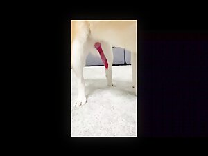 Intimate Moment with Man's Best Friend