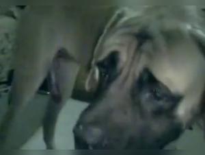 Unleashed Desire: Extreme Zoophilic Videos