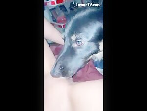 Excited dog licks a woman's pussy