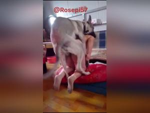 A naked woman gets fucked by a white dog