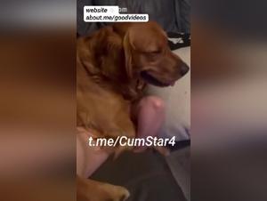 Animal Debauchery: Dog Thundering a Woman
