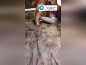 Desiderio animale: Milly e il suo cane in una relazione proibita