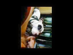 Dog submissive to his mistress